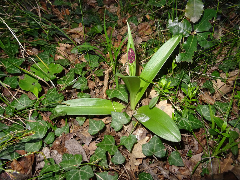 Orchis purpurea